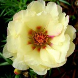 Portulaca-grandiflora-Hook---Sri-Aurobindos-Compassion-6