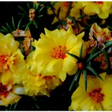 Portulaca-grandiflora-Hook---Sri-Aurobindos-Compassion-7