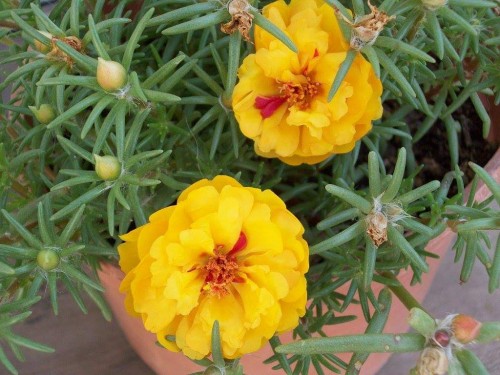 Portulaca-grandiflora-Hook---Sri-Aurobindos-Compassion-8.jpg