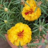 Portulaca-grandiflora-Hook---Sri-Aurobindos-Compassion-8