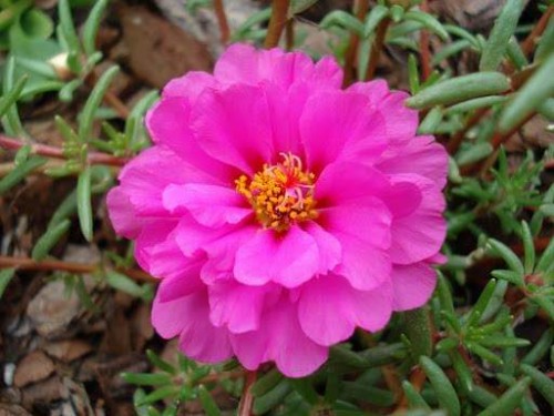 Portulaca-grandiflora-Hook---Sri-Aurobindos-Compassion-9.jpg