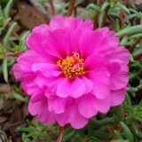 Portulaca-grandiflora-Hook---Sri-Aurobindos-Compassion-9